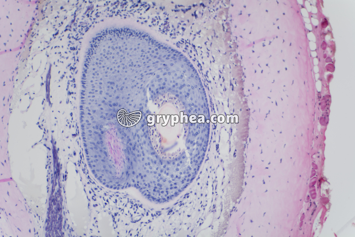 Peau avec glandes sébacées x100 - gryphea.com